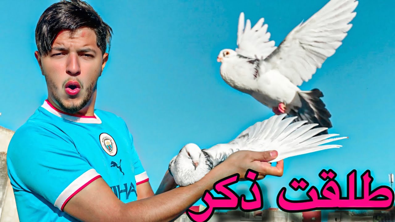 أجي تشوف كفاش تطير الحمام أول مره 🤔 طلقت حمامة في ثلاثة أيام 🤯