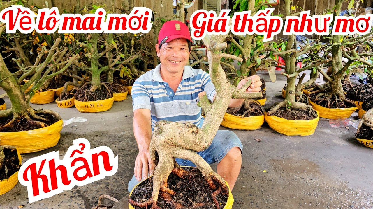 A. Minh 📲 0339417719 mai Đế VIP mai giảo Thủ Đức giá rẻ 7/3 (@MaivàngQuêdừa)