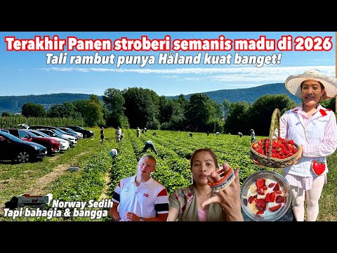 TERAKHIR PANEN STROBERI SEMANIS MADU || PAKAI IKAT RAMBUTNYA HAALAND LARIS MANIS