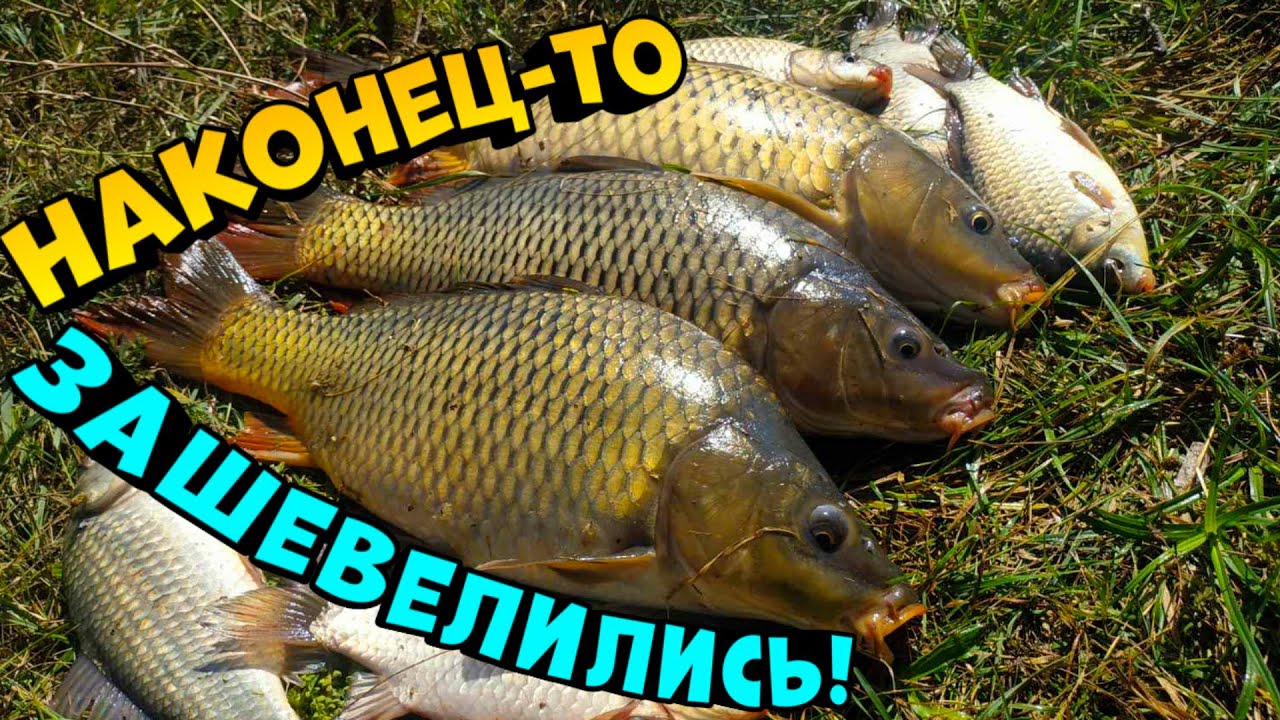 ЛОВЛЯ КАРПА ОСЕНЬЮ! НА ЧТО ЛОВИТЬ КАРПА! РЫБАЛКА НА КАРПА. - YouTube