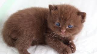 Heavenly Eyes Choco Berly from Sham by catteryfromsham 76 views 4 years ago 19 seconds