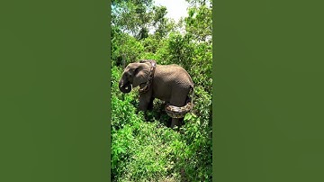 Giant python is wrapping itself around an elephant#Elephant  #GiantPython#Wildlife #shortvideo#Snake