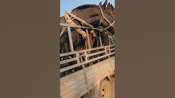 Loading Horses: Farmer Skillfully Transports Horse from Rural Farm to Truck 👀
