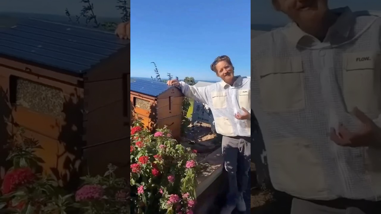 Одна простая идея навсегда изменила пчеловодство (улей Flowhive).