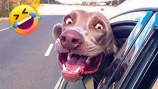 Funny Dogs And Cats Videos 2023 😹 - Best Funniest Animal Videos Of The Month 😍 -  Funny Video #1 by Funny Animals City  687 views 10 months ago 10 minutes, 8 seconds
