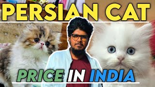 persian cat price in india | persian cat | price of persian cat in india by IG Pets belgaum 348 views 8 months ago 6 minutes, 54 seconds