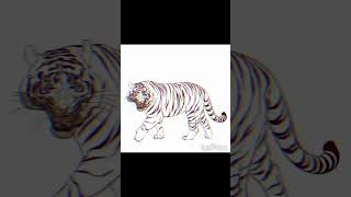 Public domain coloring book #tiger #coloring #art #shorts #drawing