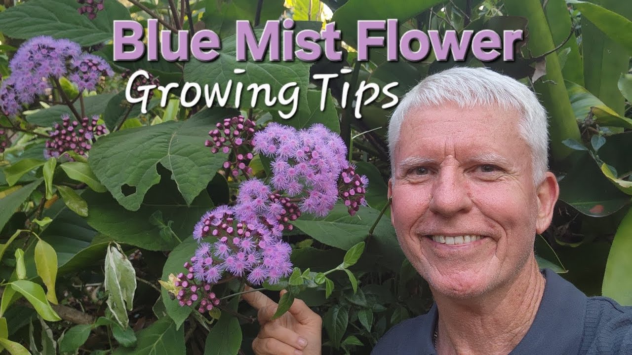 Blue Mist Flower Growing Tips  Bartlettina sordida 
