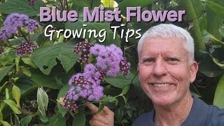 Blue Mist Flower Growing Tips  Bartlettina sordida 