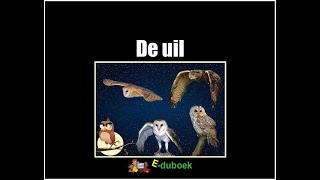 De uil groep 3 en 4 inkijkexemplaar