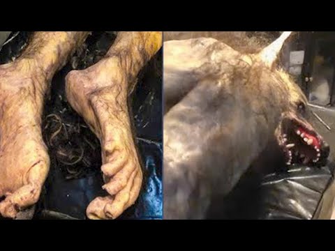 20 Werewolves Caught on Camera