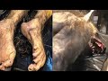 20 werewolves caught on camera