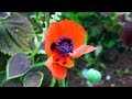 How to Grow Poppies from Seed