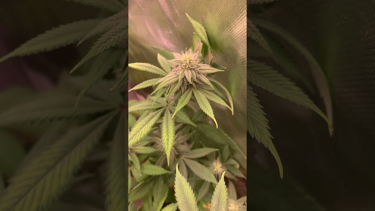 Week 4 budding : Blue Diesel ! 