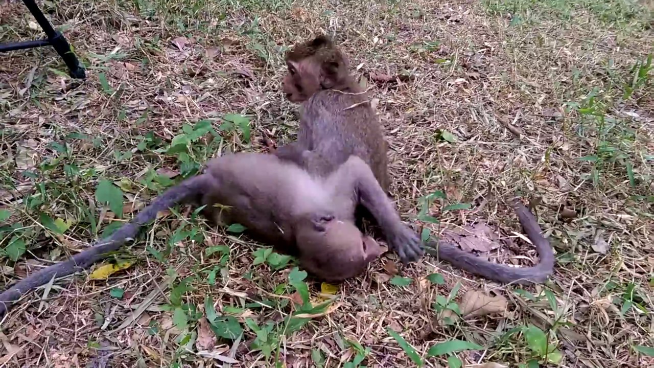 funny monkey clip 2017 and baby monkey meeting