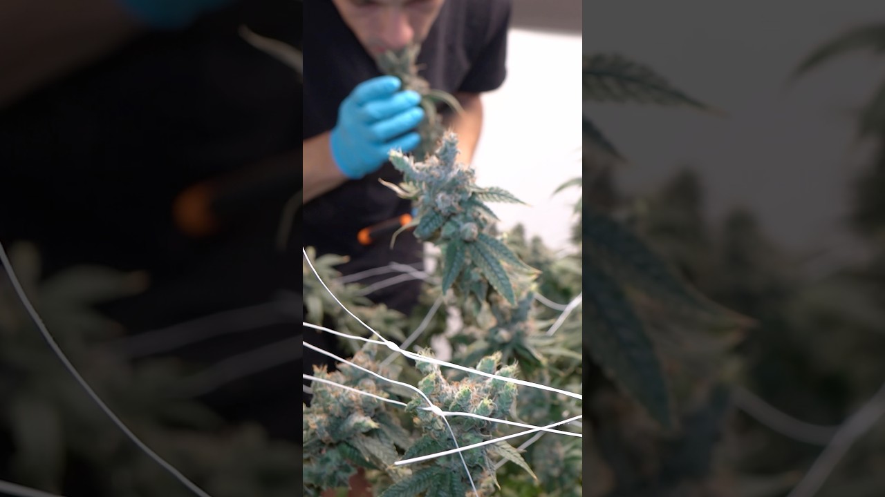 Лисохвосты — это характер