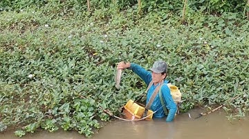 mùa lúa chín về đồng xiệt cá lóc cá trê nhiều  thấy ham quá 