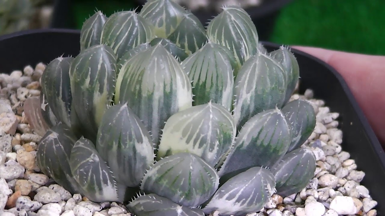 多肉植物】アトロフスカミュータント錦！品種紹介 haworthia