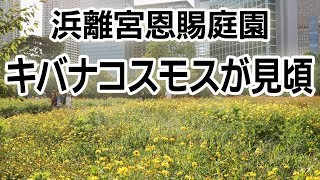 浜離宮恩賜庭園　キバナコスモスが見ごろ