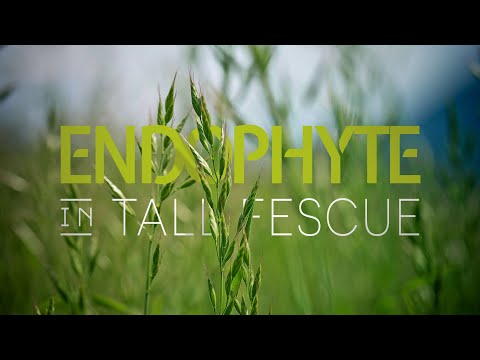 Video: Endophyte Enhanced Turfgrass: Čo sú to endofyty a čo robia