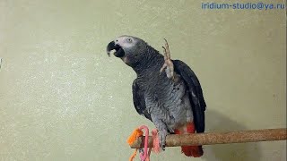 carefully)!  talking parrot!