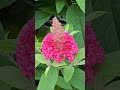 거목의 조짐을 보이는 붓들레아