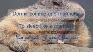 SamSam dit quoi? "Dormir comme une marmotte" screenshot 2