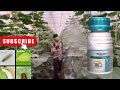 Thrips,aphids,mites,control in best insecticide syngenta simodis थ्रिप्स और माइट्स का रामबाण इलाज 💰