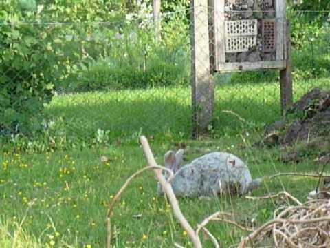 Jagd auf Kaninchen - YouTube