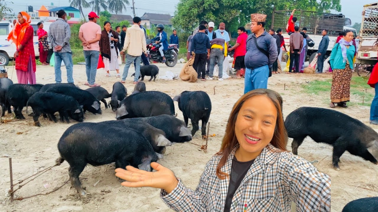 सुनसरी को ठूलो बङुर बजार🐖हजारौं बङुर किनबेच हुने सनिबारे खनार बजार💰Big Piglets market in Nepal