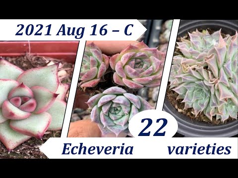 וִידֵאוֹ: Echeveria. איך מגדלים את הוורד הזה