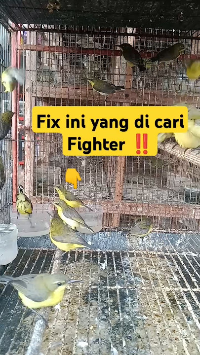 Memilih Sogon Ombyokan👍 #kicaumania #sogon #birds #lovebirds #sogonmania #kenari #sogonngobra