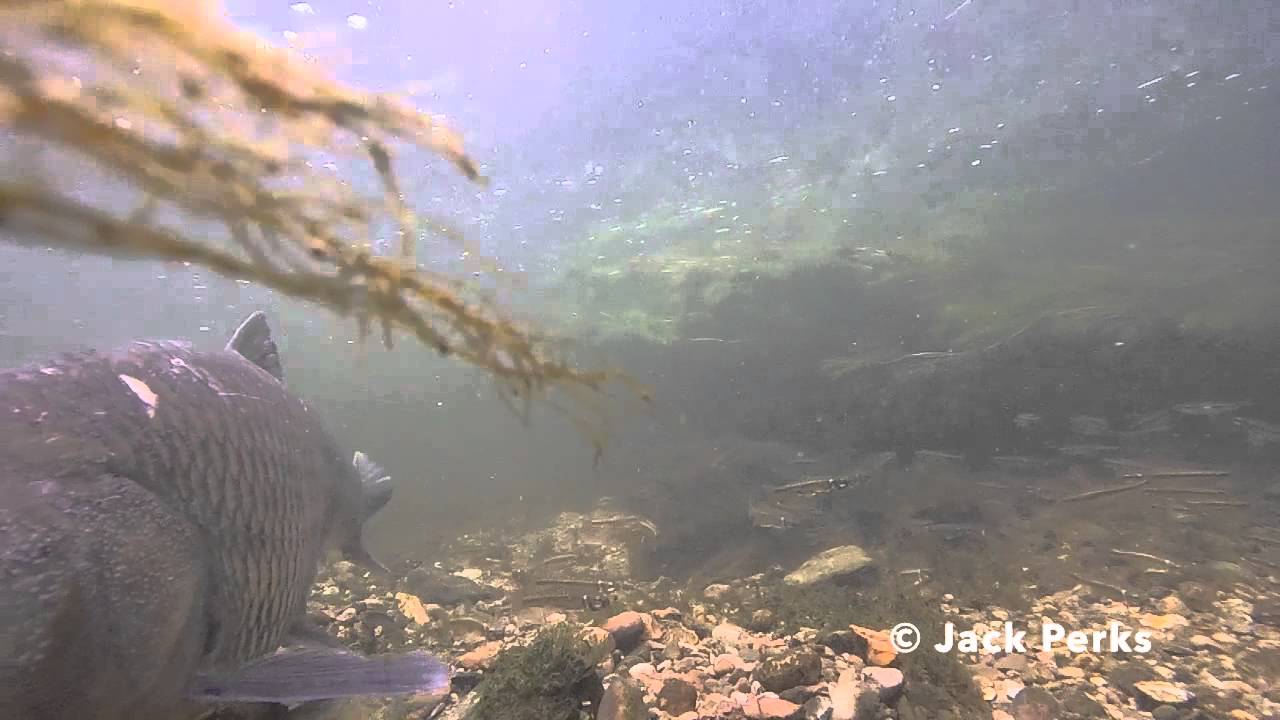 Freshwater Fish in a UK River - YouTube