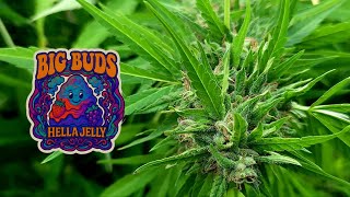 Hella Jelly Trichomes: Is She Ready?