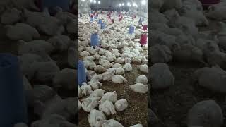 تربية دجاج اللحم في الجزائر
