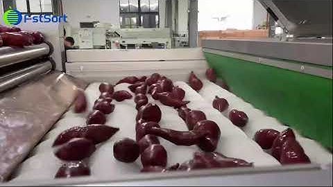 Sweet Potatoes Waashing Drying Grading and Packing Line-Fstsort