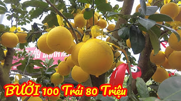 Sài Gòn Tết 2023| Phát Hiện Cây Bưởi Diễn Hơn 100 Trái 80 Triệu Đồng Tại Vườn Cây Cảnh Sài Gòn |TN26