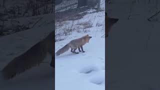 Лисичка Охотится| Fox Hunting  #Dog #Wolf 🦊🦊🦊 #Animal #Fox #Wildlife