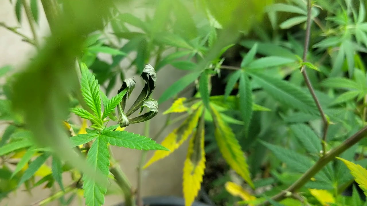 Cannabis Nutrient Deficiency: Phosphorus