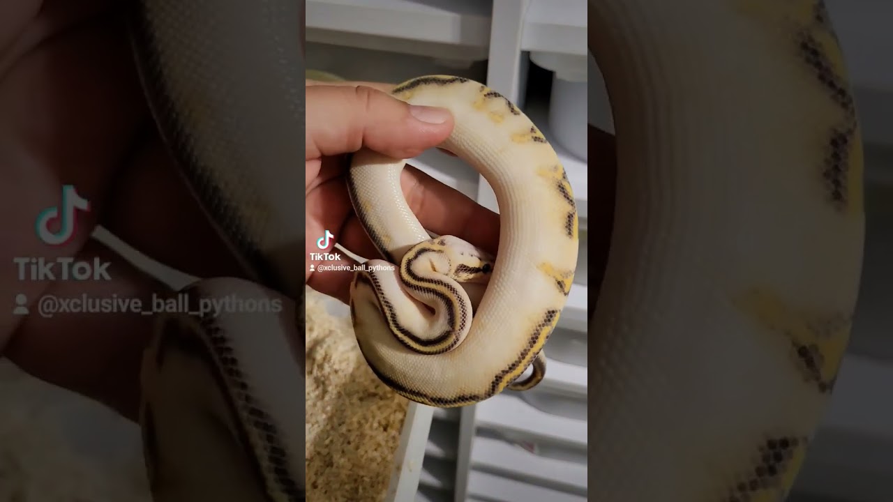 No holdback stuff 😍 YouTube