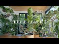 The Fiddle Leaf Fig: EVERYTHING you need to know about care