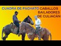 LOS MEJORES CABALLOS BAILADORES DE CULIACÁN.