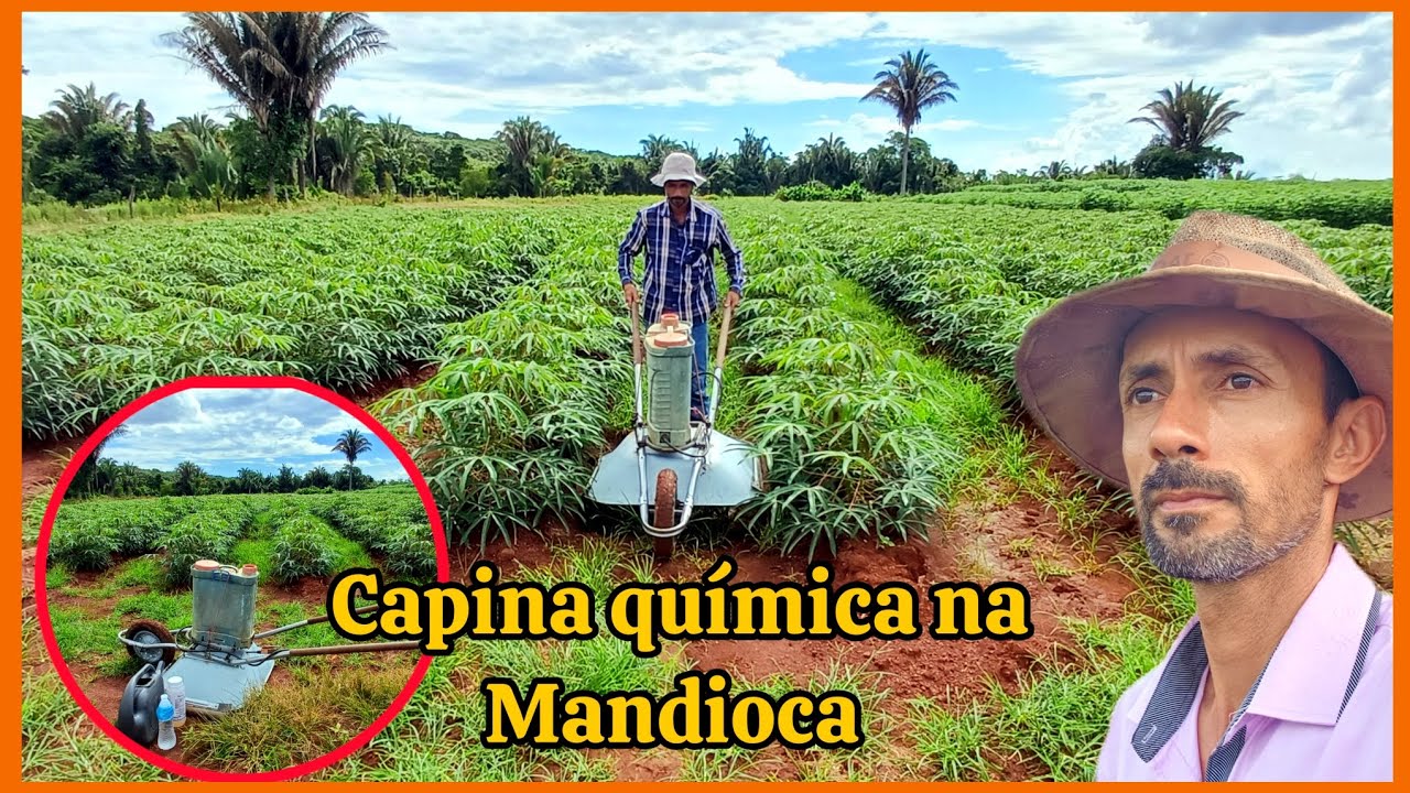Carrinho para fazer capina química na mandioca,aplicação de herbicidas. 
