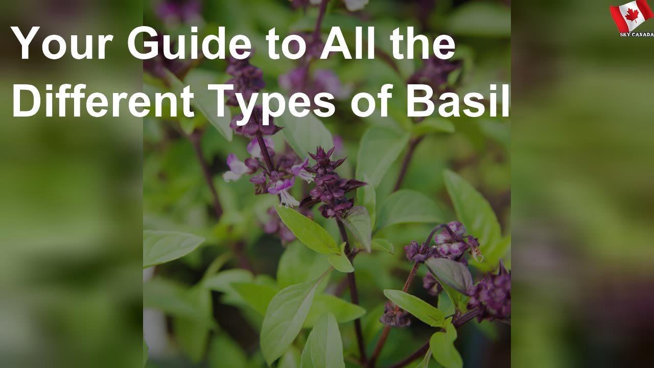 Your Guide to All the Different Types of Basil - YouTube