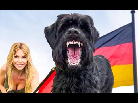 Video: O obřích kníračských psech