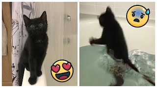 Cute Kitten Falls in Bath