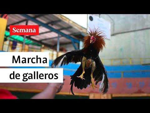 Manifestación en Bogotá contra prohibición de peleas de gallos | Entrevistas Semana