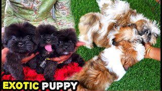 Cutest Exotic Shih Tzu Puppies in Chennai
