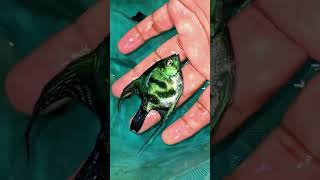 How To Identify Angelfish Gender      