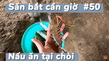 Giải trí sông nước - Tập 50 - Thả lưới cá đối khổng lồ, Tôm sú, cá Tráp, cá cháo … - Giải Trí NTC